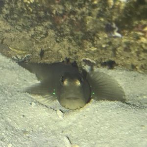 Meet your Posher, Tomas